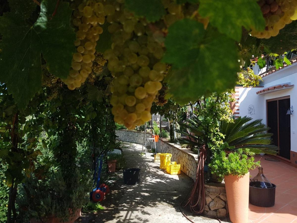 B&B Il Grappolo Anacapri  Exteriér fotografie